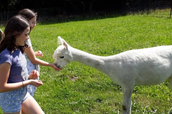 Zwei Kinder füttern ein Tier im Tiercamp