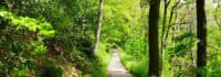 Ein Wald in der Umgebung von Altenberg