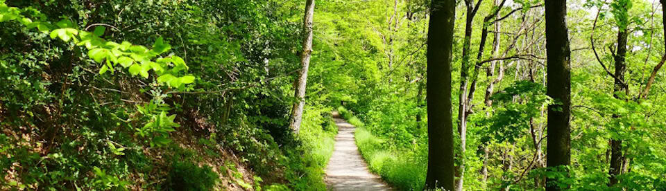 Ein Wald in der Umgebung von Altenberg