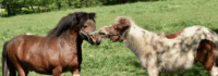 Ponys Schnupperreiten