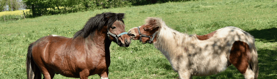 Ponys Schnupperreiten