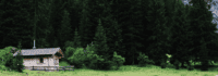 Wald mit Haus