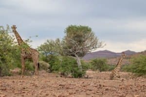 Auf deiner Sprachreise in Südafrika kannst du wilden Tieren ganz nah kommen