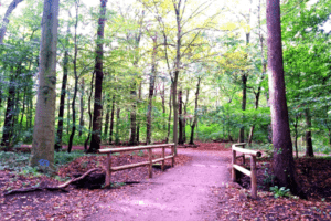 Waldweg