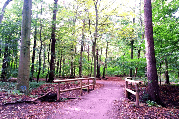 Waldweg