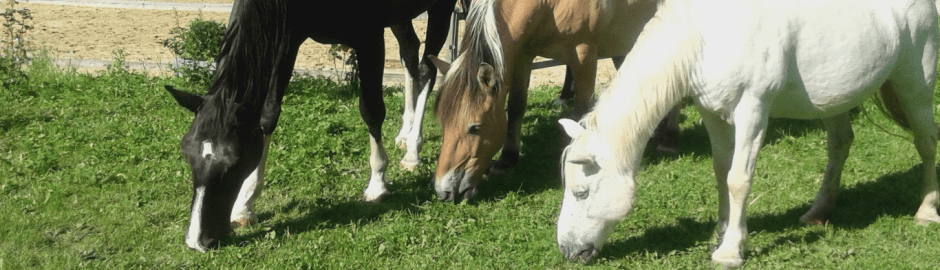 Pferde beim Grasen