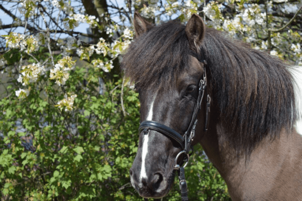 Pony