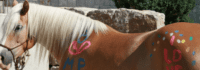 bemalter Haflinger