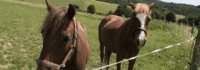 zwei Pferde am Weidenzaun
