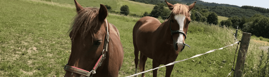 zwei Pferde am Weidenzaun