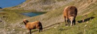 Schafe grasen auf der Wiese