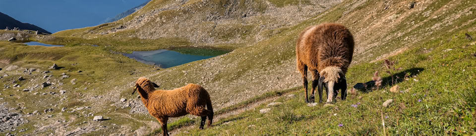 Schafe grasen auf der Wiese