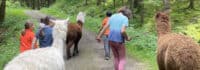 Kinder spazieren mit Lamas