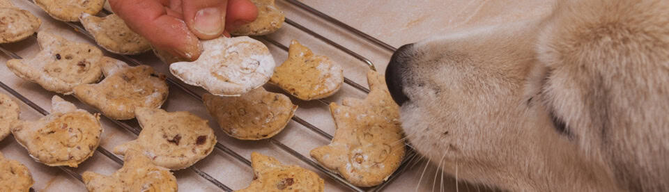 Hund schnuppert an Leckerlis