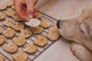 Hund schnuppert an selbst gebackenen Plätzchen