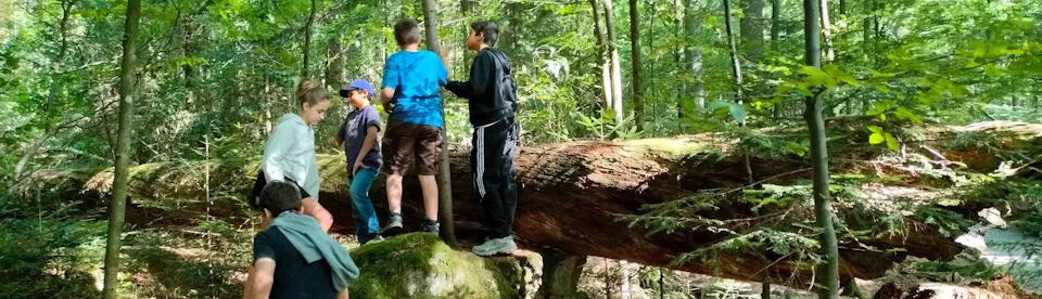 Kinder spielen im Wald