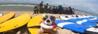 Surfbretter liegen am Strand