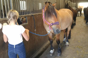 Mädchen führt Pferd im Reitstall
