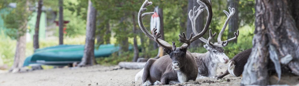 Rentiere in der Natur