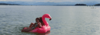 Flamingotier auf dem Starnberger See