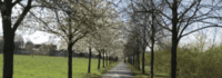 Allee